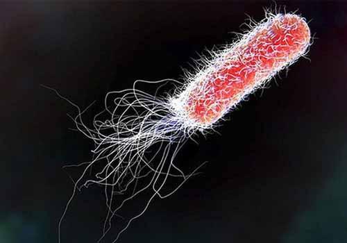 vi-khua-ecoli.jpg